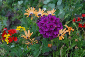 Winter Park Flowers (c) 2007 Ted Grellner